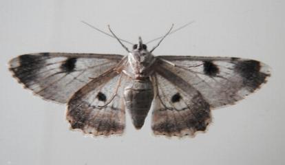 Cleora displicata
