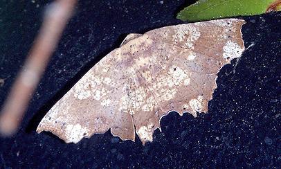 Polyacme dissimilis