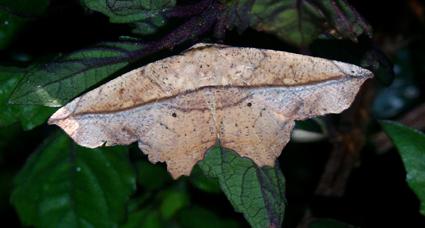 Polyacme dissimilis