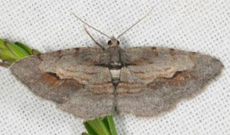 Boarmia driophila