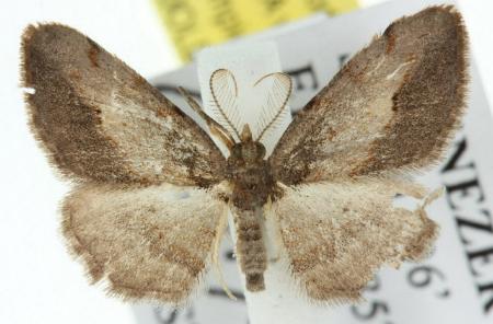 Boarmia driophila