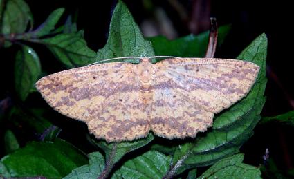 Borbacha euchrysa