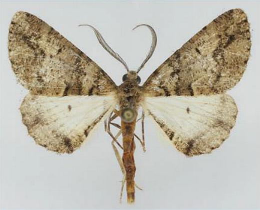 Lipogya eutheta