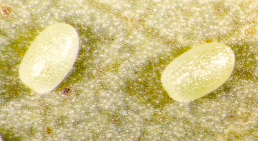 Ectropis excursaria