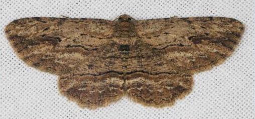 Ectropis excursaria