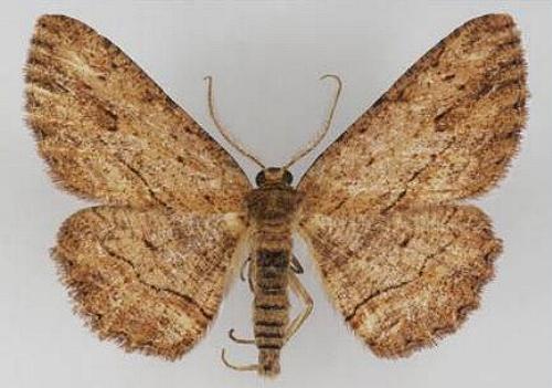 Ectropis excursaria