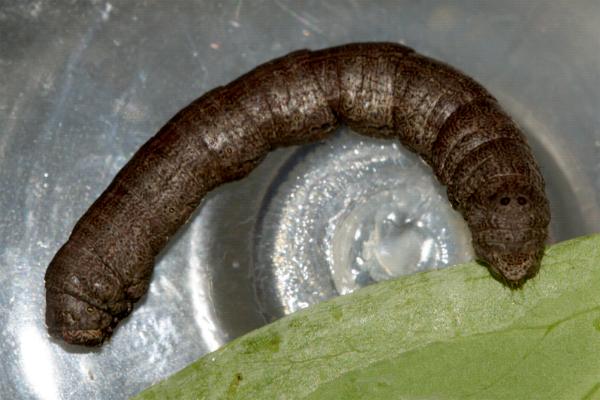 Ectropis excursaria