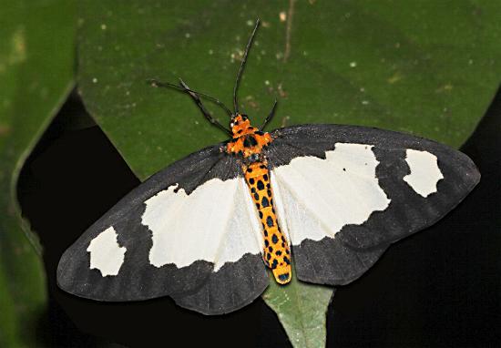 Abraxas expectata