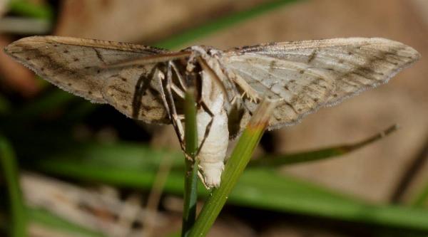 Didymoctenia exsuperata