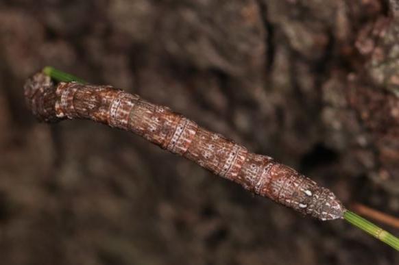 Tephrosia externaria