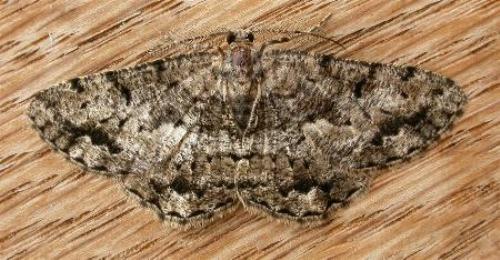 Tephrosia externaria