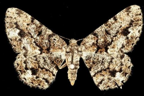 Tephrosia externaria