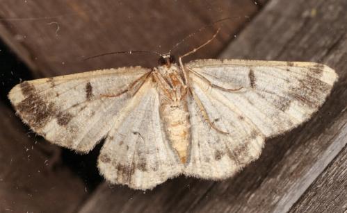 Tephrosia externaria
