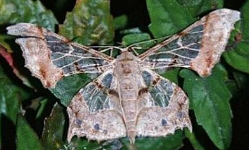 Krananda extranotata