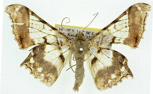 Krananda extranotata