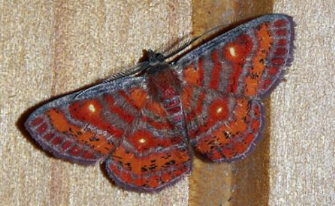 Casbia fasciata