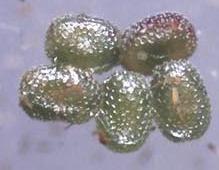 Parosteodes fictiliaria
