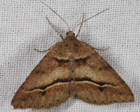 Parosteodes fictiliaria