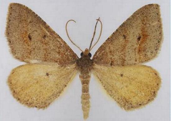Parosteodes fictiliaria