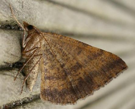 Parosteodes fictiliaria