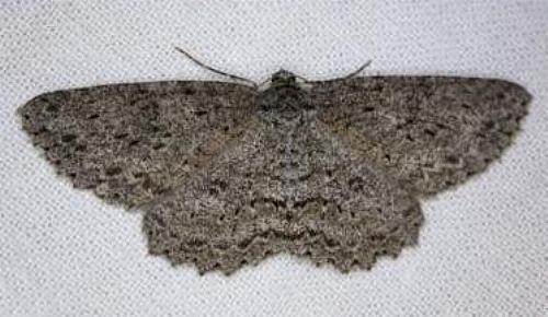 Ectropis fractaria