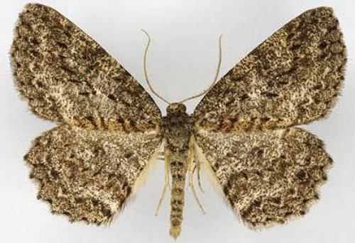 Ectropis fractaria