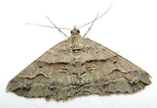 Syneora fractata