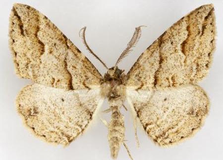 Syneora fractata