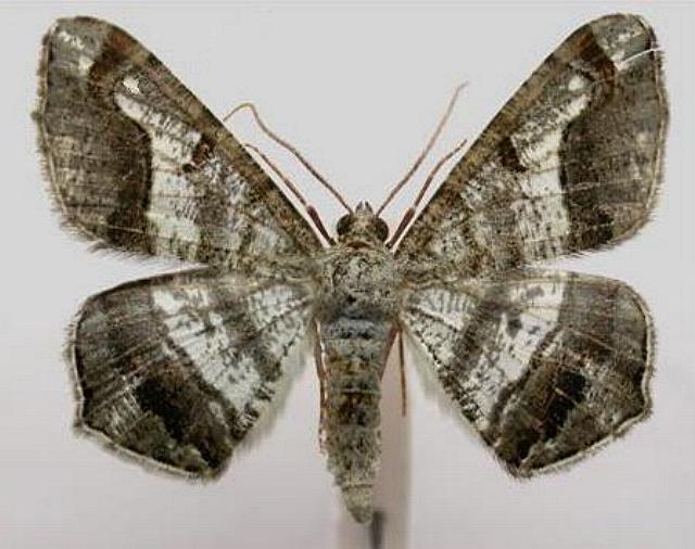 Chiasmia gratularia