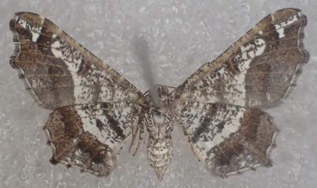 Chiasmia gratularia