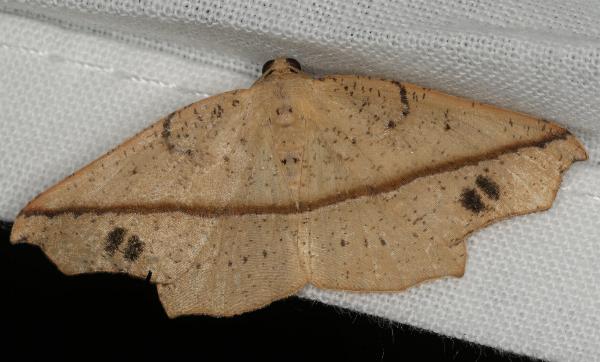 Picrophylla hyleora
