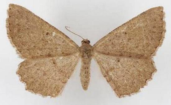 Laophia icasta