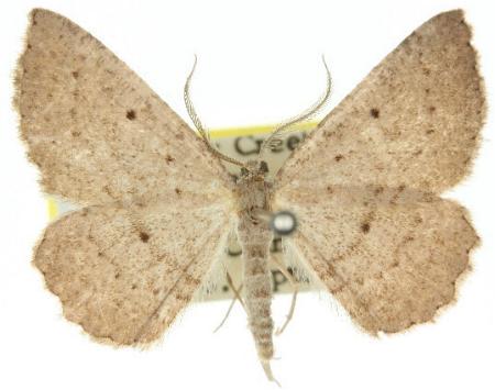 Laophia icasta