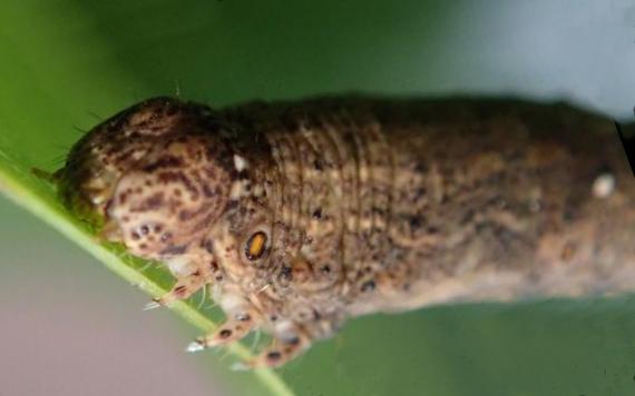 Hyposidra incomptaria
