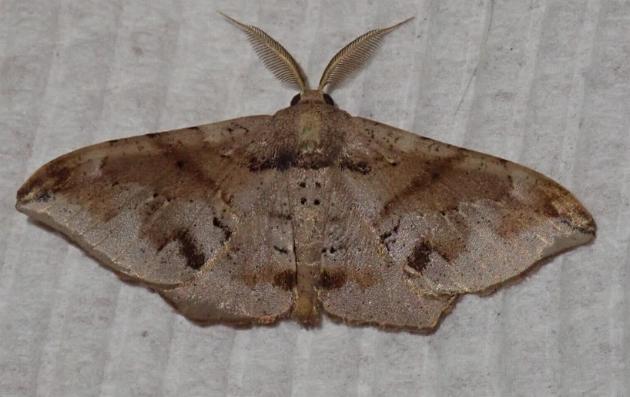 Hyposidra incomptaria