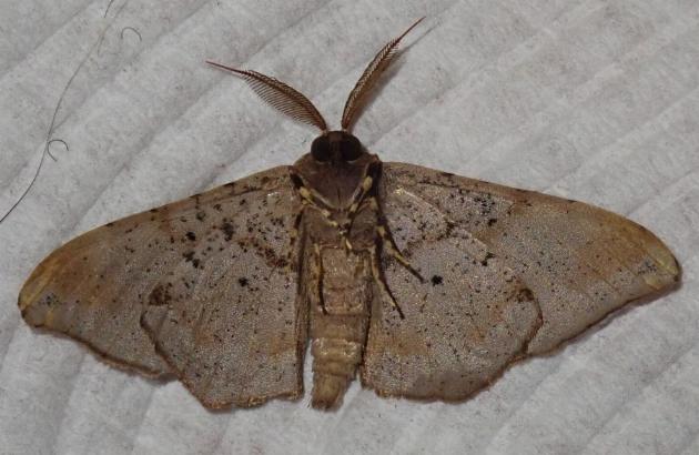 Hyposidra incomptaria
