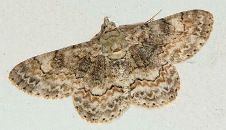 Cleora injectaria
