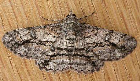 Cleora injectaria