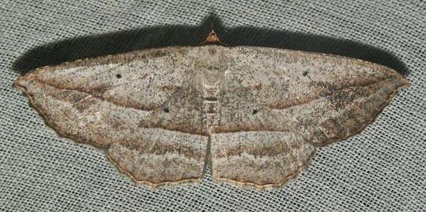 Nadagara irretracta