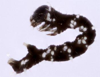 Hyposidra janiaria