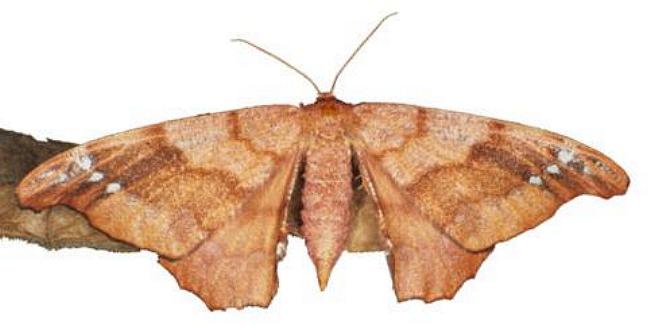 Hyposidra janiaria
