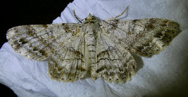 Cleora lacteata