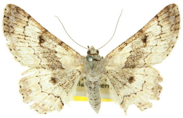 Cleora lacteata