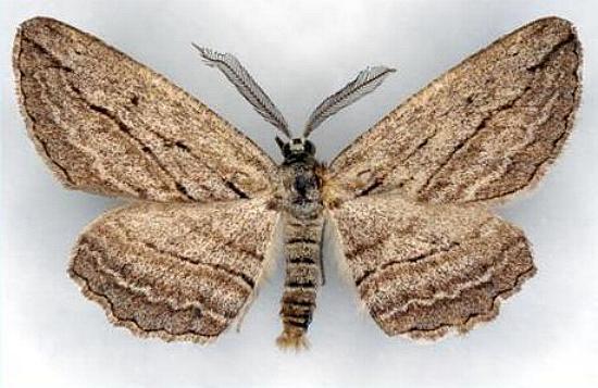 Euphronarcha leptodesma