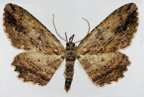 Ectropis lignea