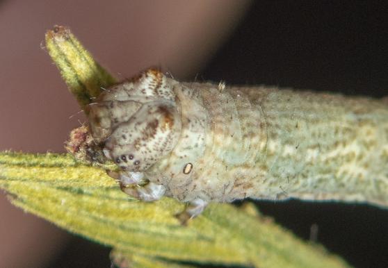 Scioglyptis lyciaria