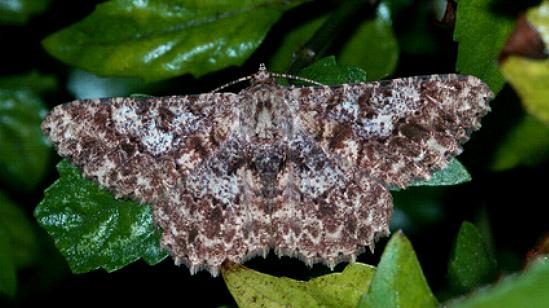 Racotis maculata