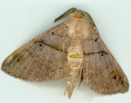 Petelia medardaria