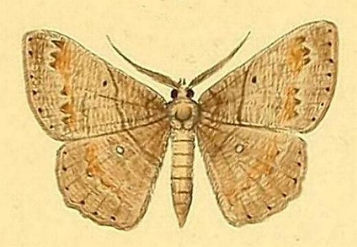 Petelia medardaria
