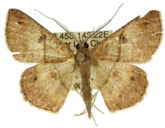Petelia medardaria